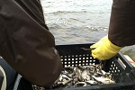 Белоярская АЭС выпустит в Белоярское водохранилище 269 тысяч рыб