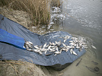 Курская АЭС: более пяти тонн рыбы выпущено в акваторию водоема-охладителя 