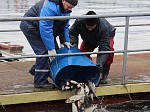 Смоленская АЭС: 6 тонн рыбы выпущено в Десногорское водохранилище