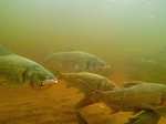Калининская АЭС: более 1 тонны молоди рыбы выпущено в озера-охладители атомной станции 