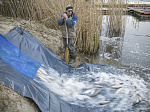 Курская АЭС: более пяти тонн рыбы выпущено в акваторию водоема-охладителя 