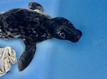 На территории Ленинградской АЭС спасли детёныша серого тюленя