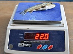 Ростовская АЭС выпустила в Цимлянское водохранилище почти миллион мальков рыбы ценных пород 