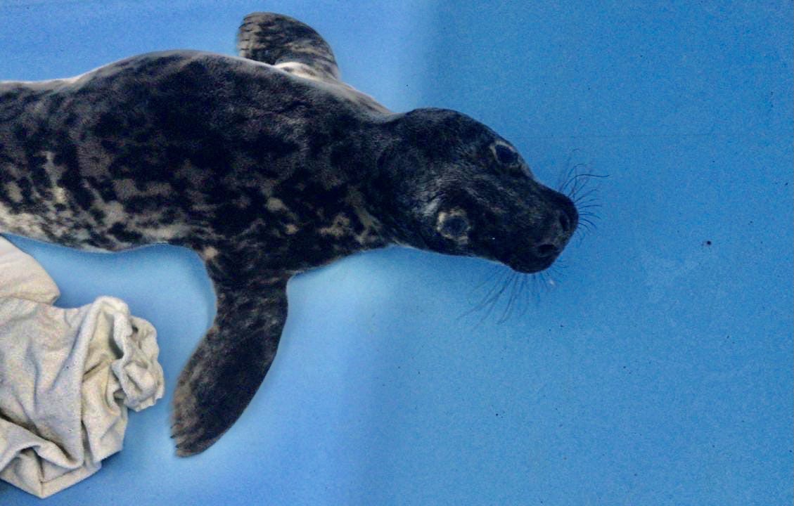 На территории Ленинградской АЭС спасли детёныша серого тюленя