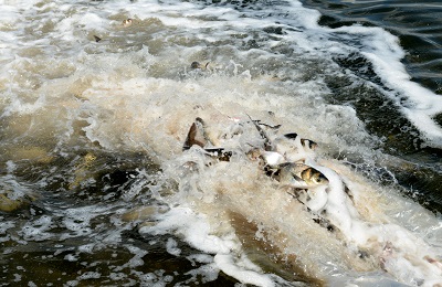 В водоем-охладитель Балаковской АЭС запустили почти 12,5 тонн рыбы 