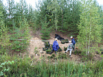 При строительстве новых блоков Ленинградской АЭС пересаживают редкие растения для сохранения популяции
