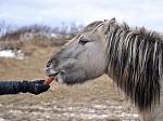 Работники Кольской АЭС помогли спасти от голода диких лошадей Терского берега