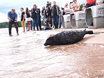 Ленинградская АЭС приняла участие в возвращении в Ладожское озеро спасенных краснокнижных морских животных