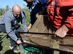 Ростовская АЭС выпустила в Цимлянское водохранилище почти 1 миллион мальков сазана и белого амура