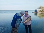 В акваторию водоема-охладителя Ростовской АЭС выпущено 7 тонн рыбы