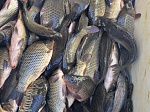 В акваторию водоёма-охладителя Ростовской АЭС выпущено 9,5 тонн рыбы