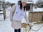 Молодые волонтёры Балаковской АЭС оказали поддержку городскому зооприюту 