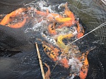 Белоярская АЭС-Авто вырастила 50 тонн рыбы на продажу
