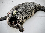 Детеныша серого тюленя, найденного у Ленинградской АЭС, назвали Ураном и отпустили после реабилитации в Финский залив