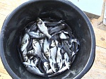 Белоярская АЭС выпустит в водохранилище почти 270 тысяч мальков рыбы до конца 2018 года 