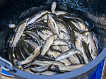 Смоленская АЭС: В Десногорское водохранилище выпустили более 40 тысяч мальков краснокнижной рыбы