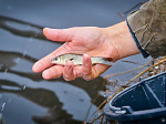 Смоленская АЭС: В Десногорское водохранилище выпустили более 40 тысяч мальков краснокнижной рыбы