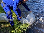 В рамках экологической программы Кольской АЭС в реку Умба выпущено более 2,6 тысяч мальков лосося 