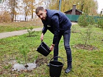 Работники и ветераны Ростовской АЭС высадили около полсотни деревьев в рамках экологической акции 