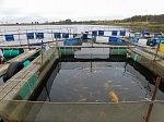 Рыбоводческие хозяйства в акватории озер-охладителей Калининской АЭС произвели почти 300 тонн рыбы в 2021 году