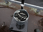 Смоленская АЭС выпустила более 41 тысяч мальков чёрного амура в Десногорское водохранилище 