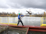 В водоем Курской АЭС выпущено 12 тысяч особей растительноядных рыб