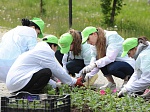 «Цветущий атомград»: Белоярская АЭС подарила городу Заречному 30 000 цветов