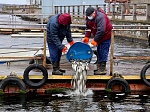 Смоленская АЭС: более 2 тонн рыбы выпущено в десногороское водохранилище в 2021 году