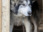 Смоленская АЭС: десногорские атомщики присоединились к отраслевому проекту помощи бездомным животным