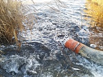 В водоем-охладитель Балаковской АЭС запустили почти 12,5 тонн рыбы 