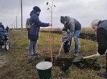 Курская АЭС: в городе Курчатове посажено 130 новых деревьев