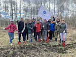 Волонтеры «АтомЭнергоСбыта» высадили 5 тысяч деревьев в Конышевском лесу