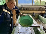 Ленинградская АЭС выпустила в реку Нарва более 700 особей молодого атлантического лосося