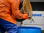 Смоленская АЭС до конца текущего года выпустит в водохранилище свыше 640 тысяч особей рыб 