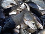 Ростовская АЭС выпустила в Цимлянское водохранилище почти 1 млн мальков рыбы ценных пород 