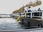 До конца ноября Смоленская АЭС выпустит в водохранилище более 30 тонн рыбы 