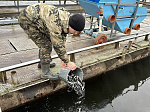 Смоленская АЭС выпустила более 41 тысяч мальков чёрного амура в Десногорское водохранилище 