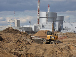 При строительстве новых блоков Ленинградской АЭС пересаживают редкие растения для сохранения популяции